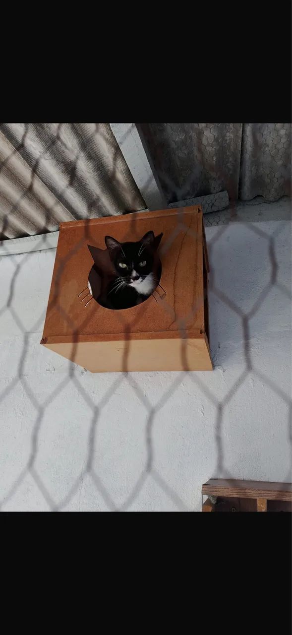 Adoção responsável  - Foto 2