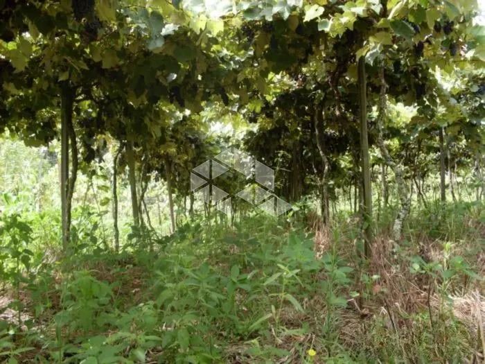 Área Rural com TERRAS PRODUTIVAS à venda em Coronel Pilar/RS - Foto 5