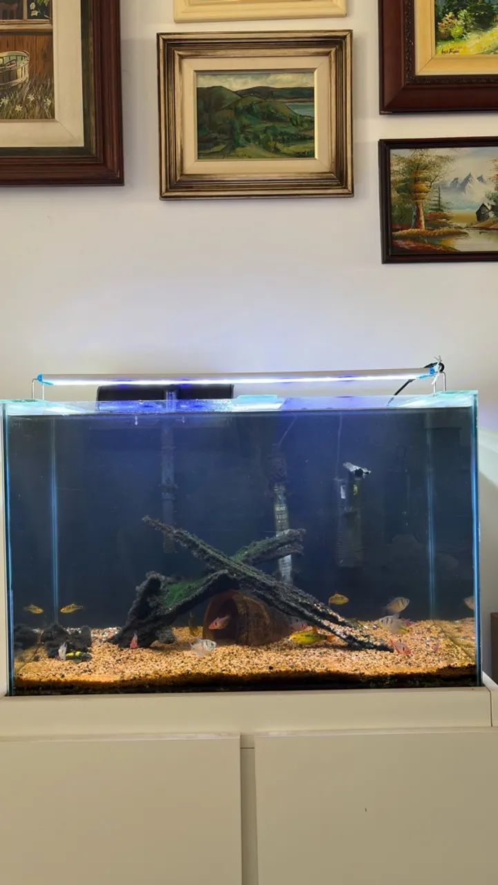 Aquário 72 litros completo e com móvel!