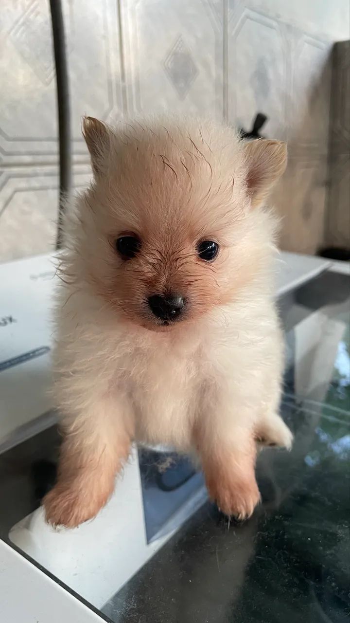 Lulu da pomeranea - Foto 3