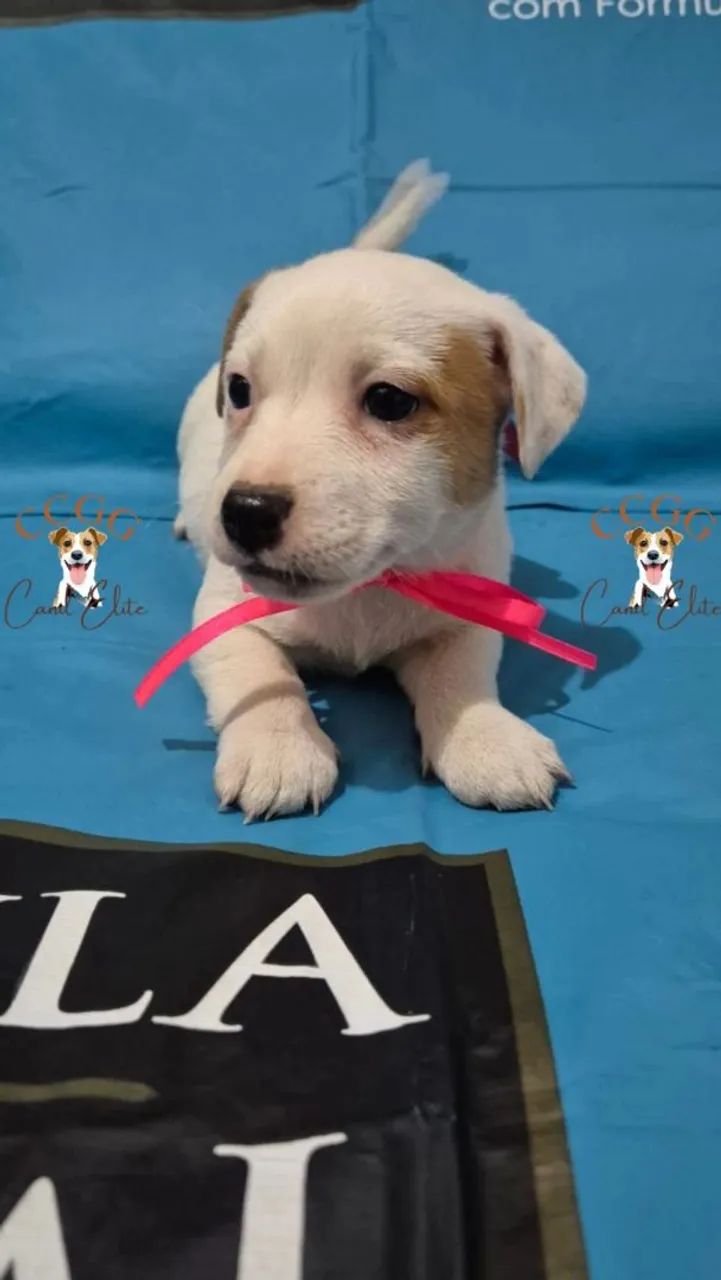 Jack Russell Terrier  - Foto 4