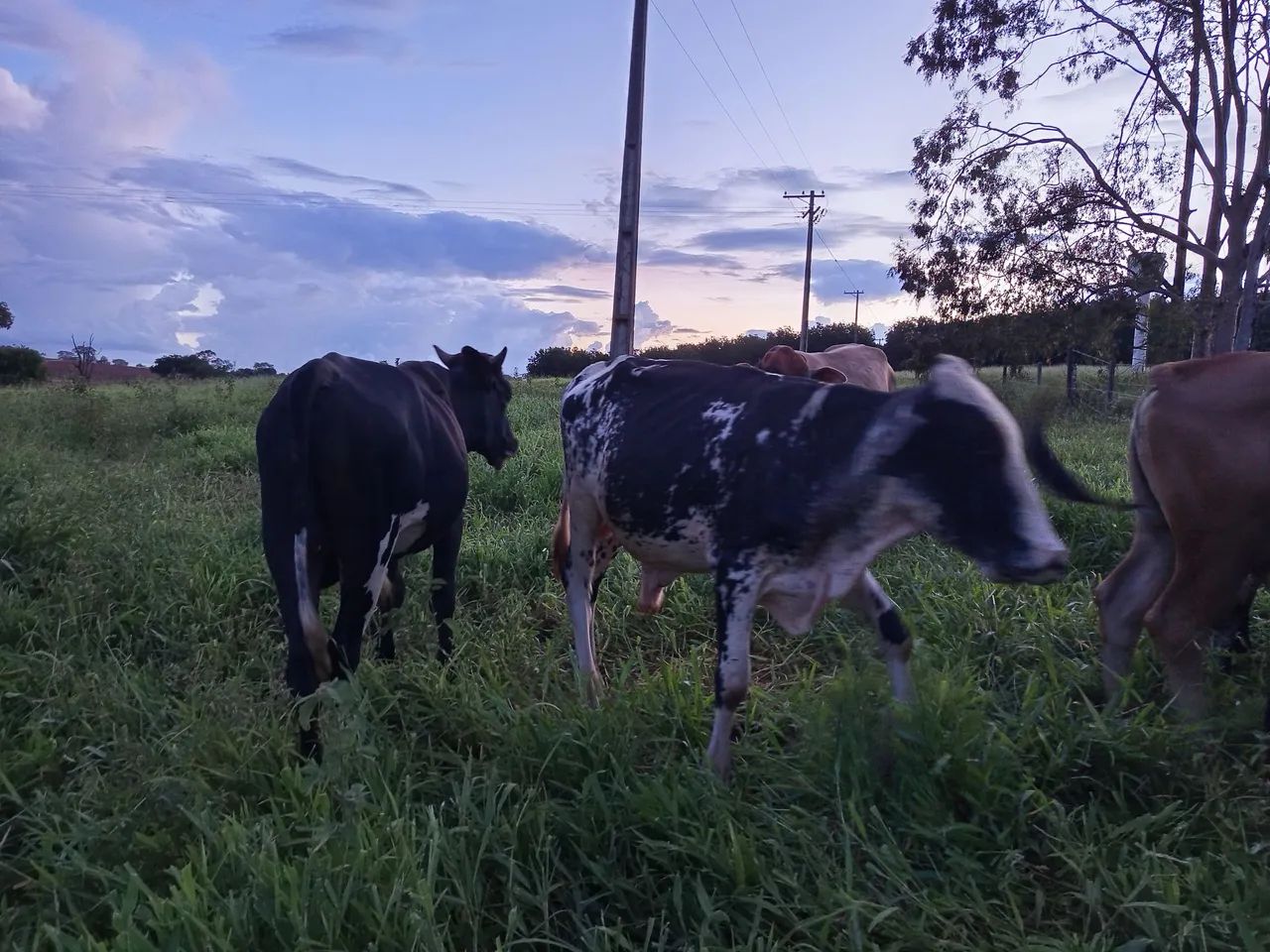 Bois gordos para acabamento - Foto 2