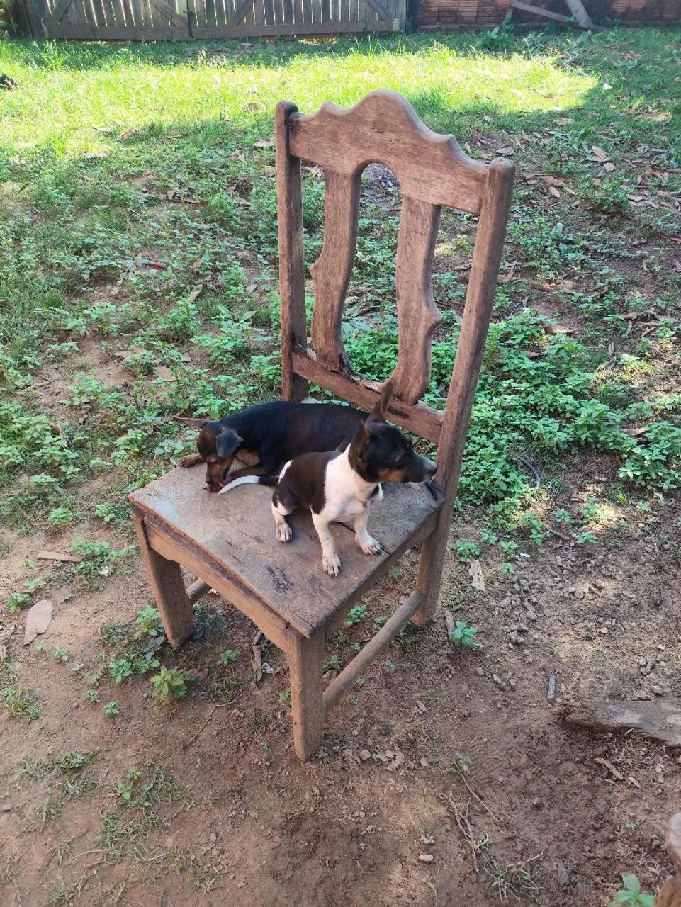 Vendo pinscher 450 - Foto 2