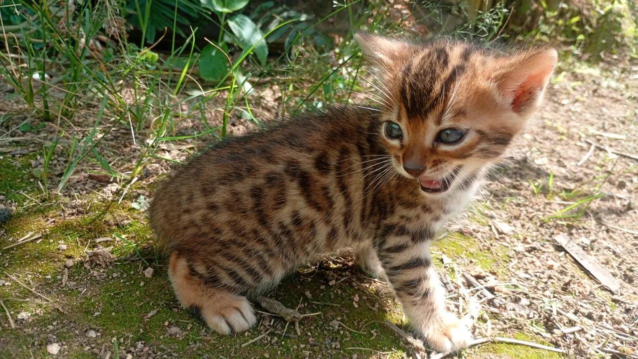 Gato bengal  - Foto 4