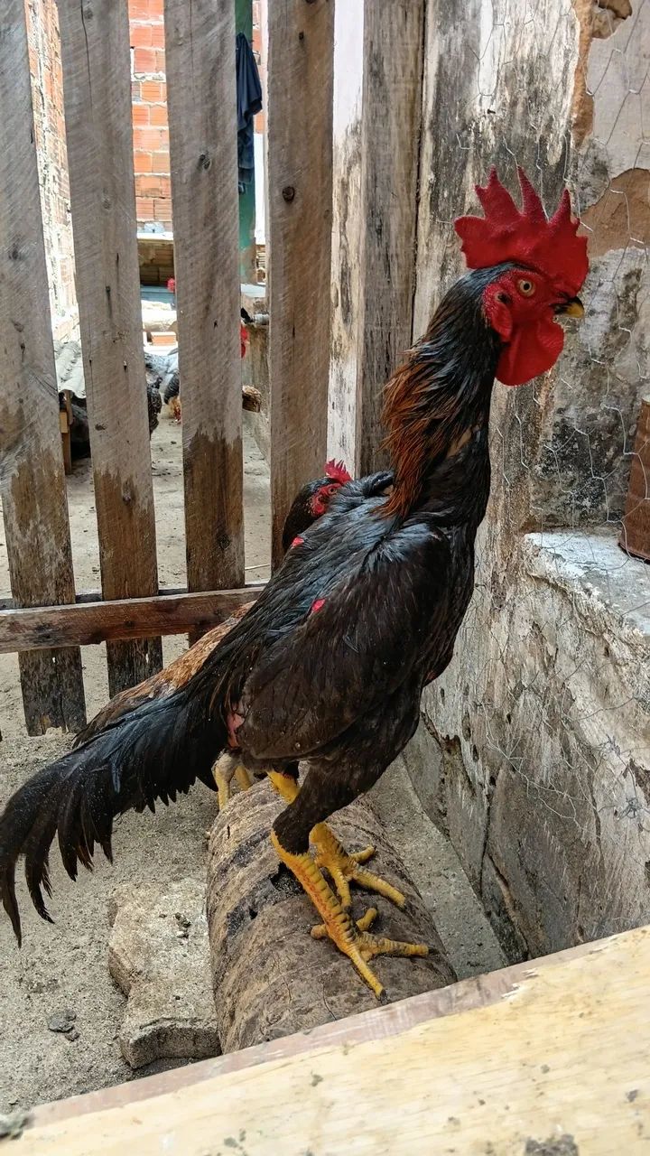 VENDO