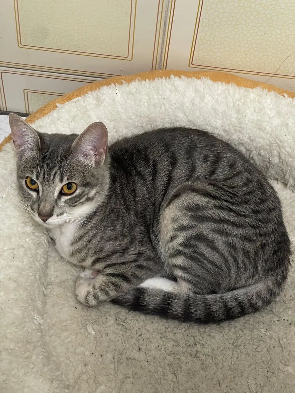 Gata doação  - Foto 2