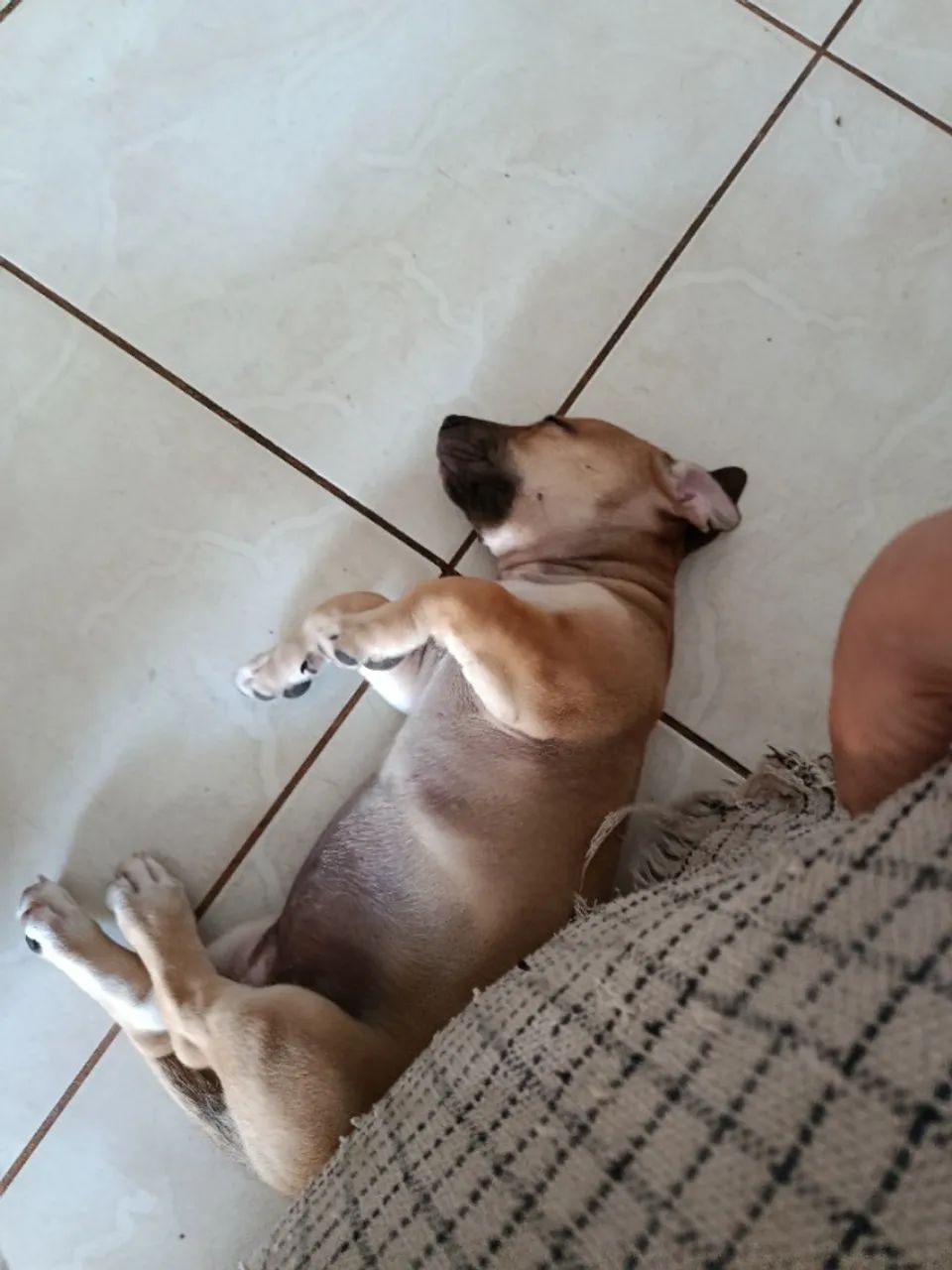 Filhotes pitbull - Foto 2