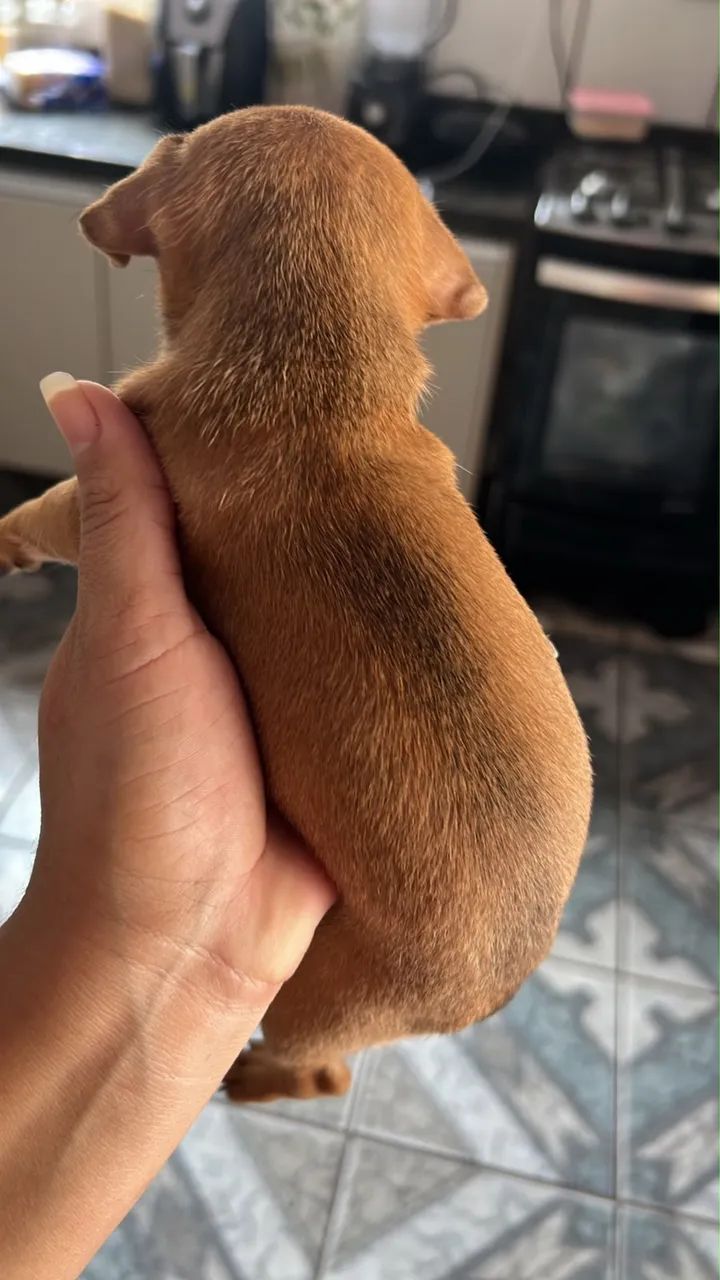 Pinscher  - Foto 2