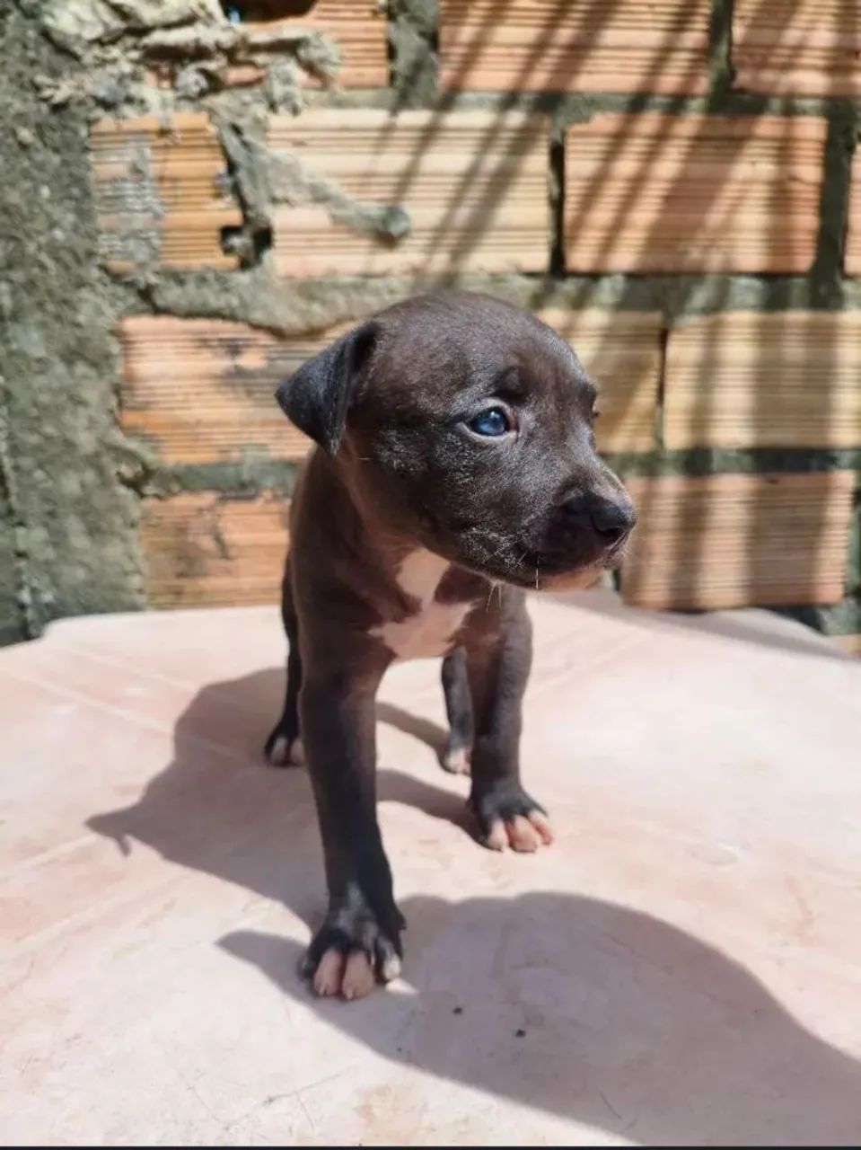 FILHOTES DE PITBUL DISPONÍVEIS  - Foto 2