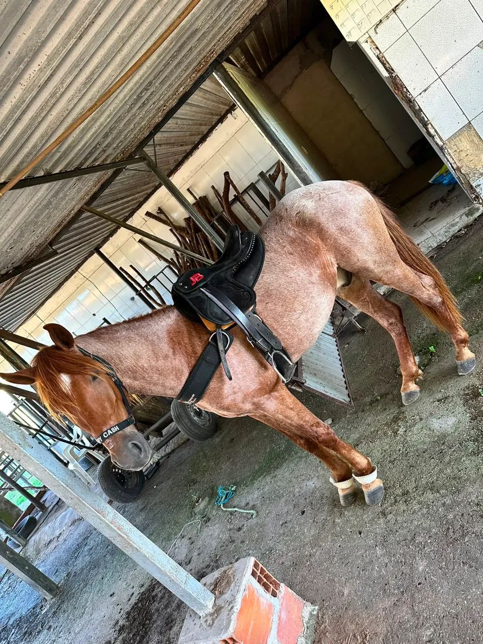 Cavalo de direita 