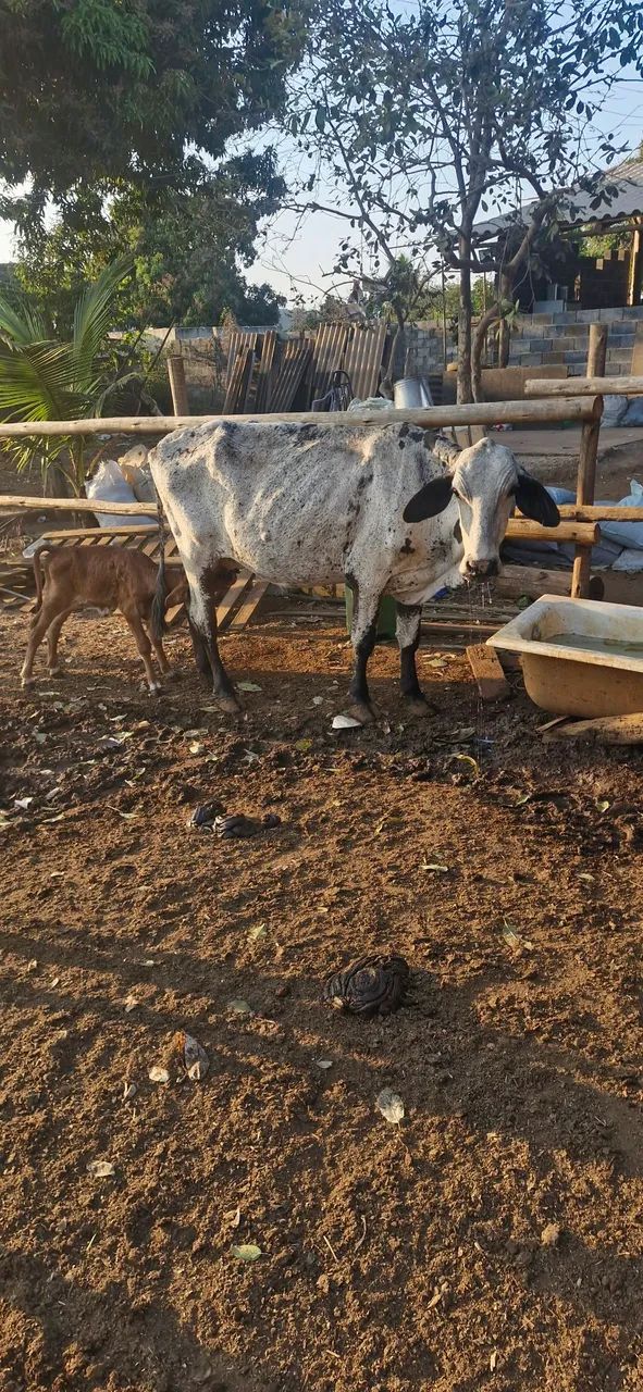 VACAS DE LEITE - Foto 4