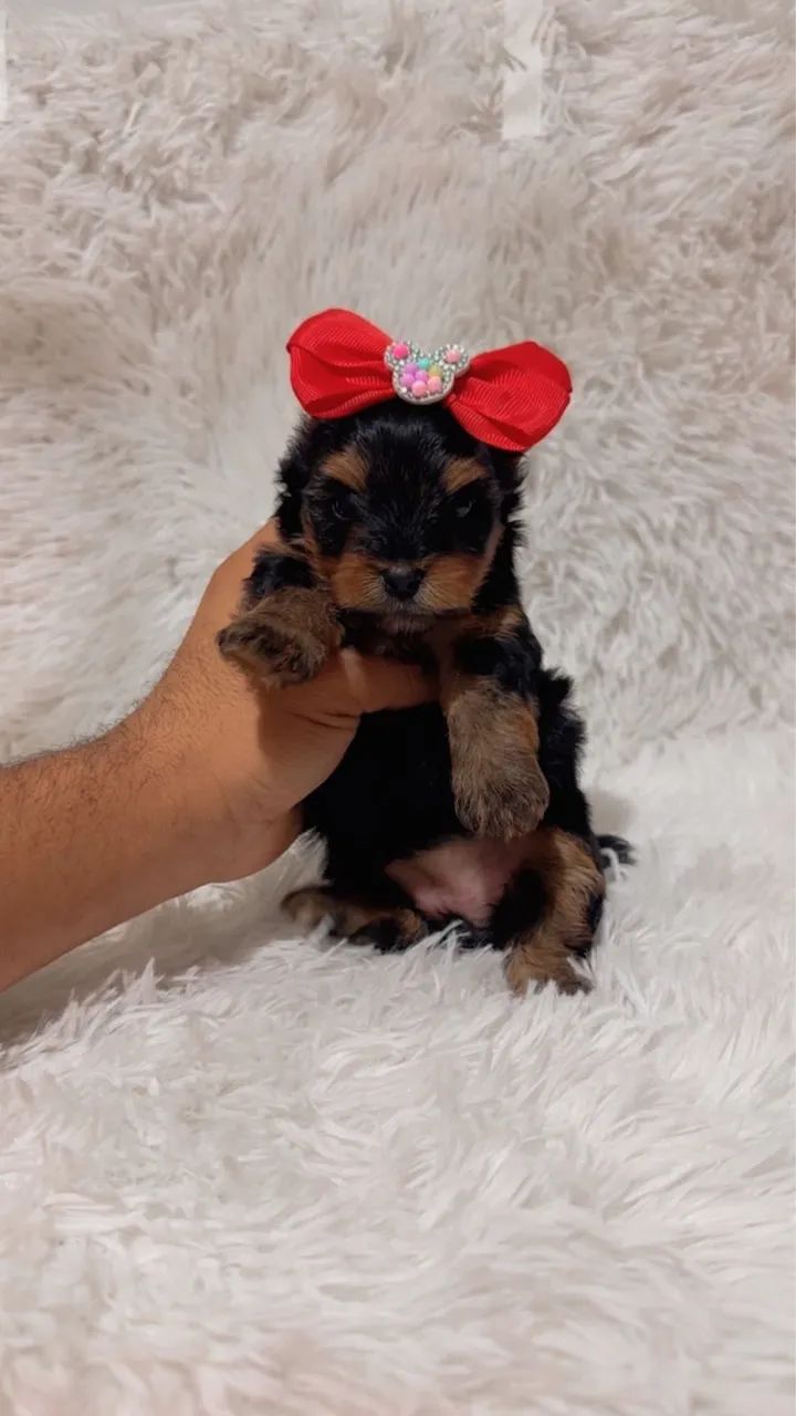 YORKSHIRE TERRIER DISPONÍVEL 
