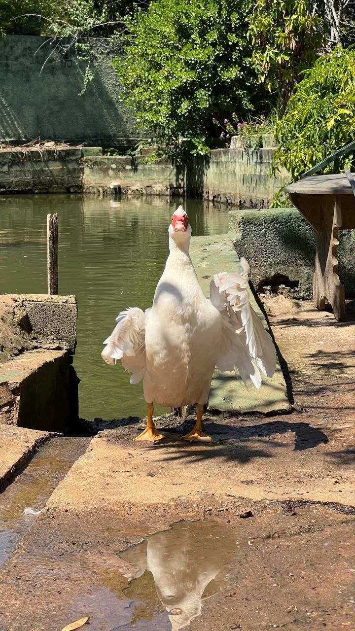 Patos para sítio e casa - Foto 5