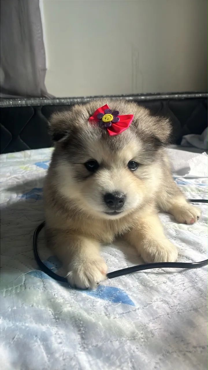 Vendo filhotes de Husky - Foto 2