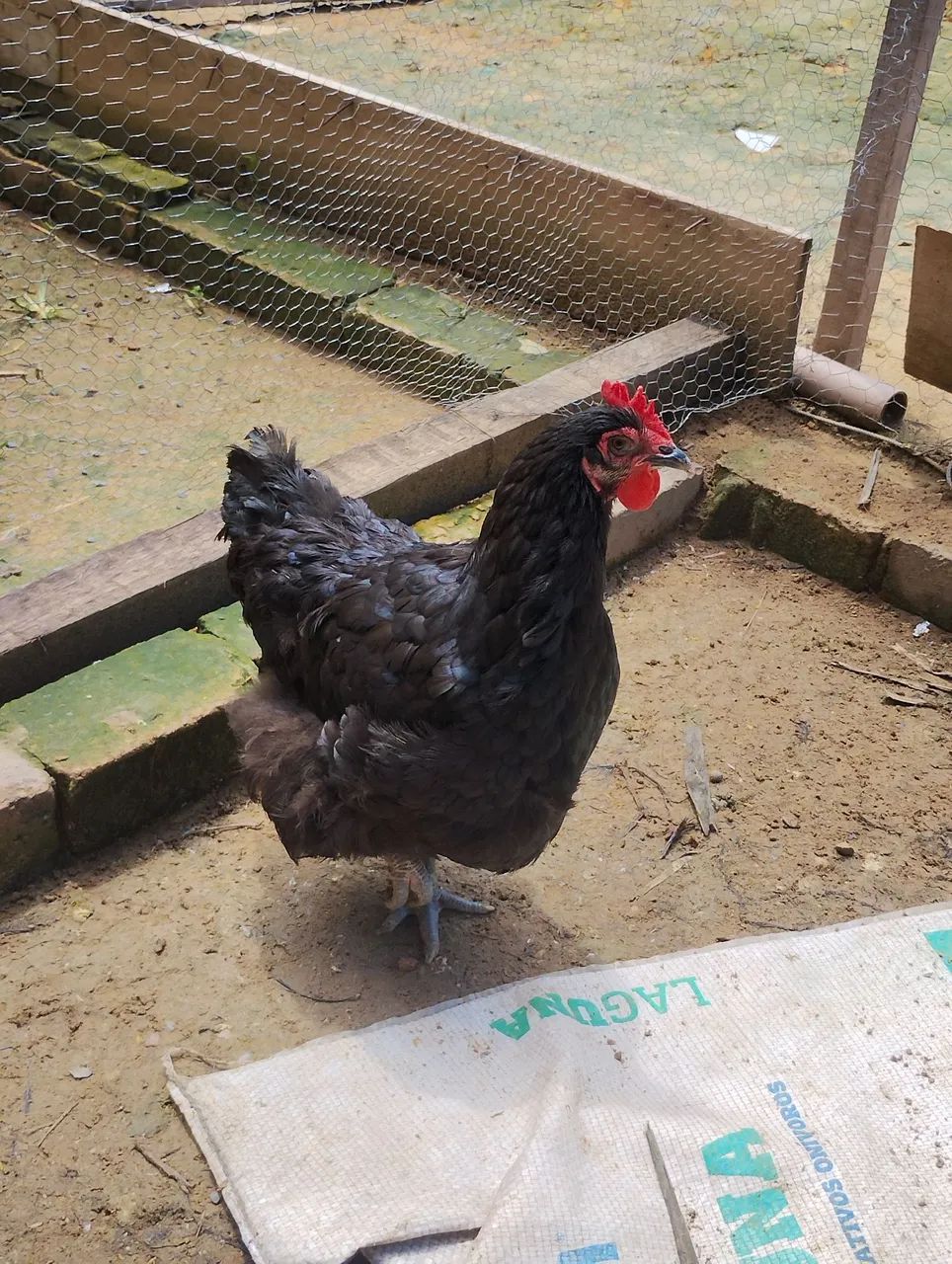 Galinha gigante negro 