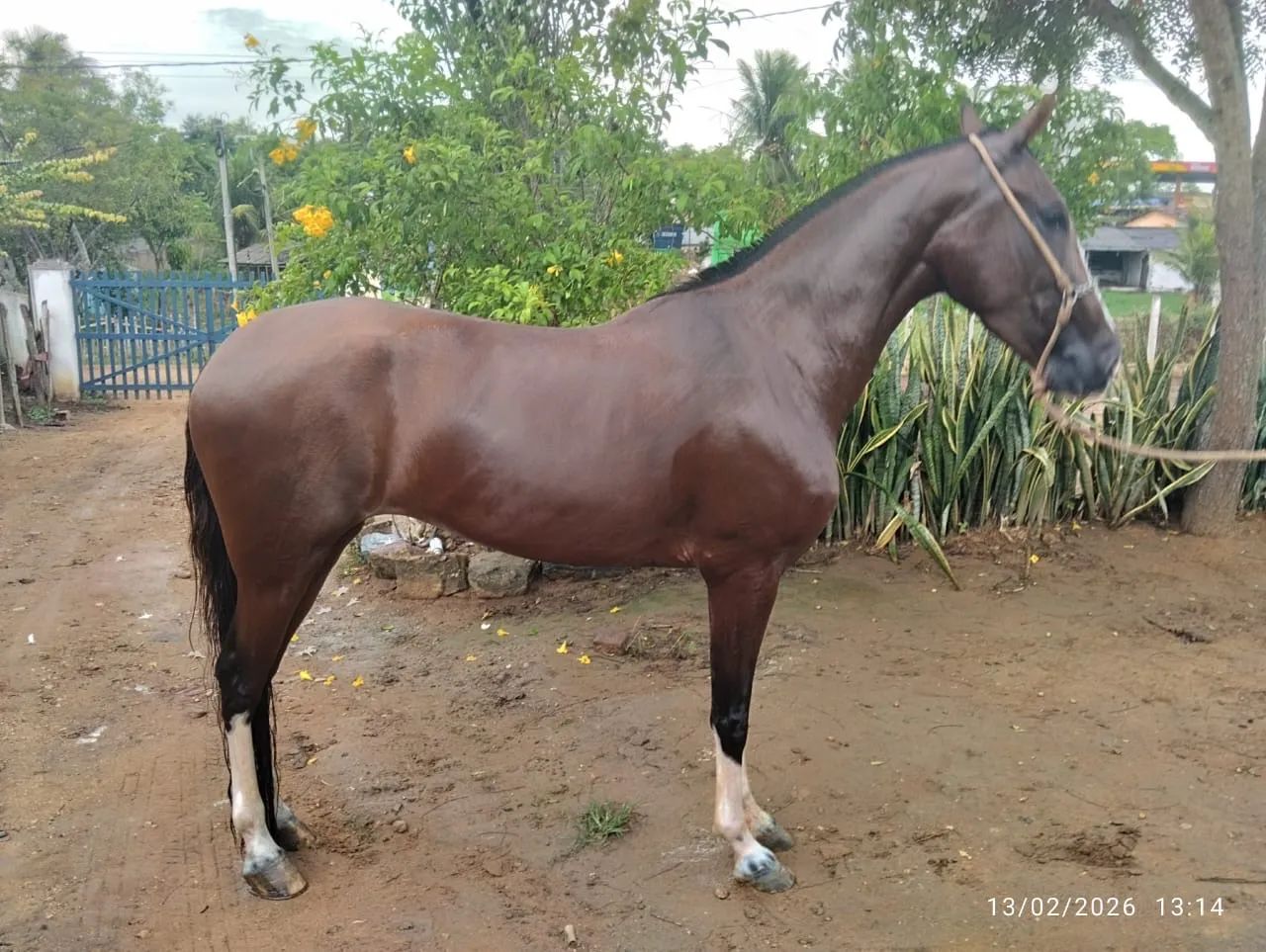 Égua mangalarga marchador com registro 