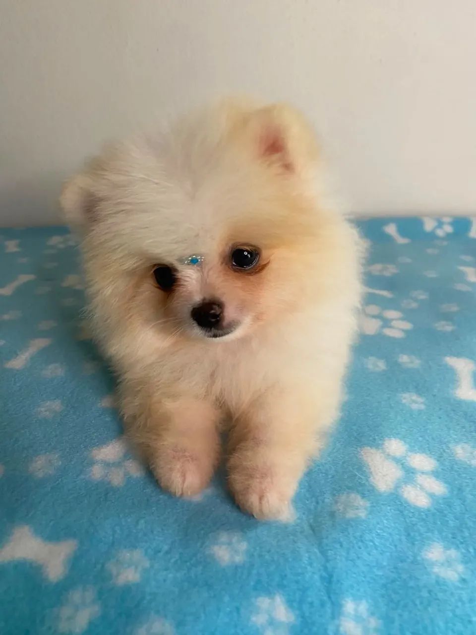 spitz anão  - Foto 4