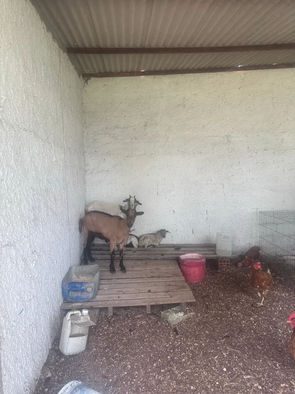 Cabras leiteira e filhote  - Foto 2