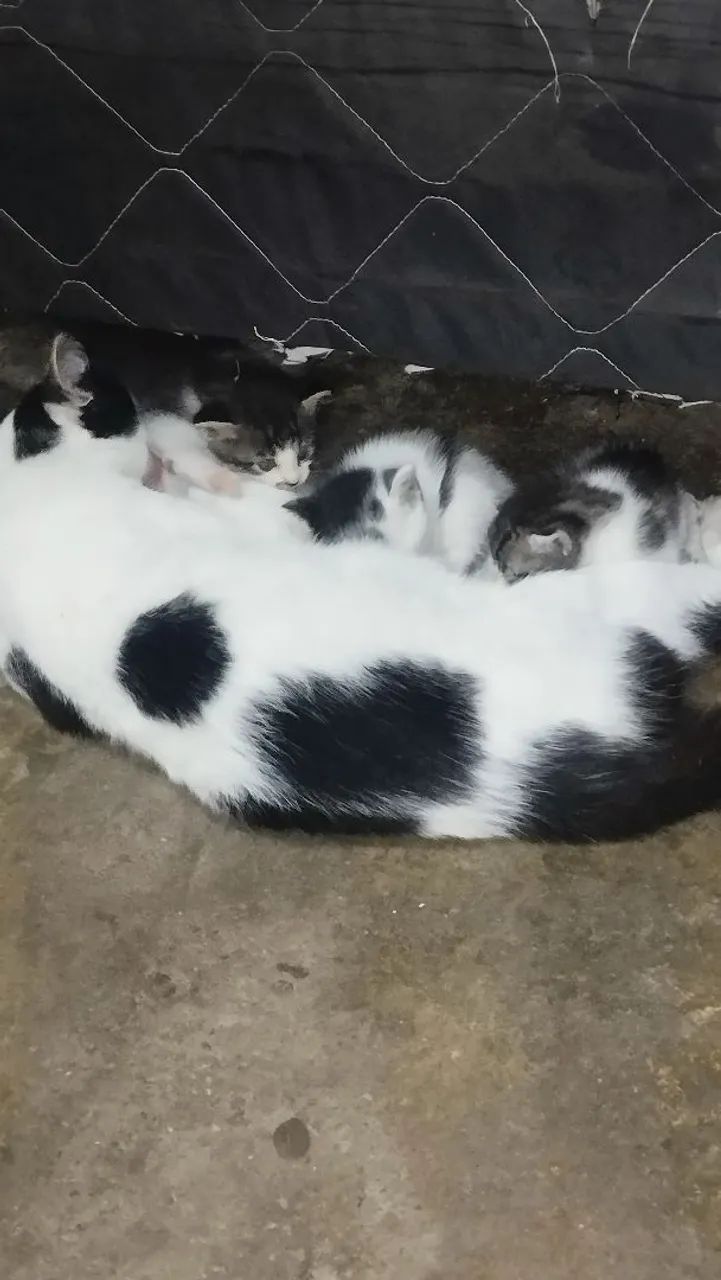 Doando gatos eae tbm