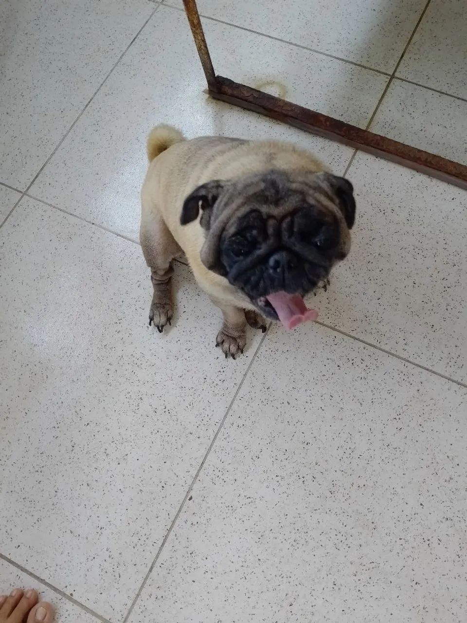 Pug fêmea  - Foto 3