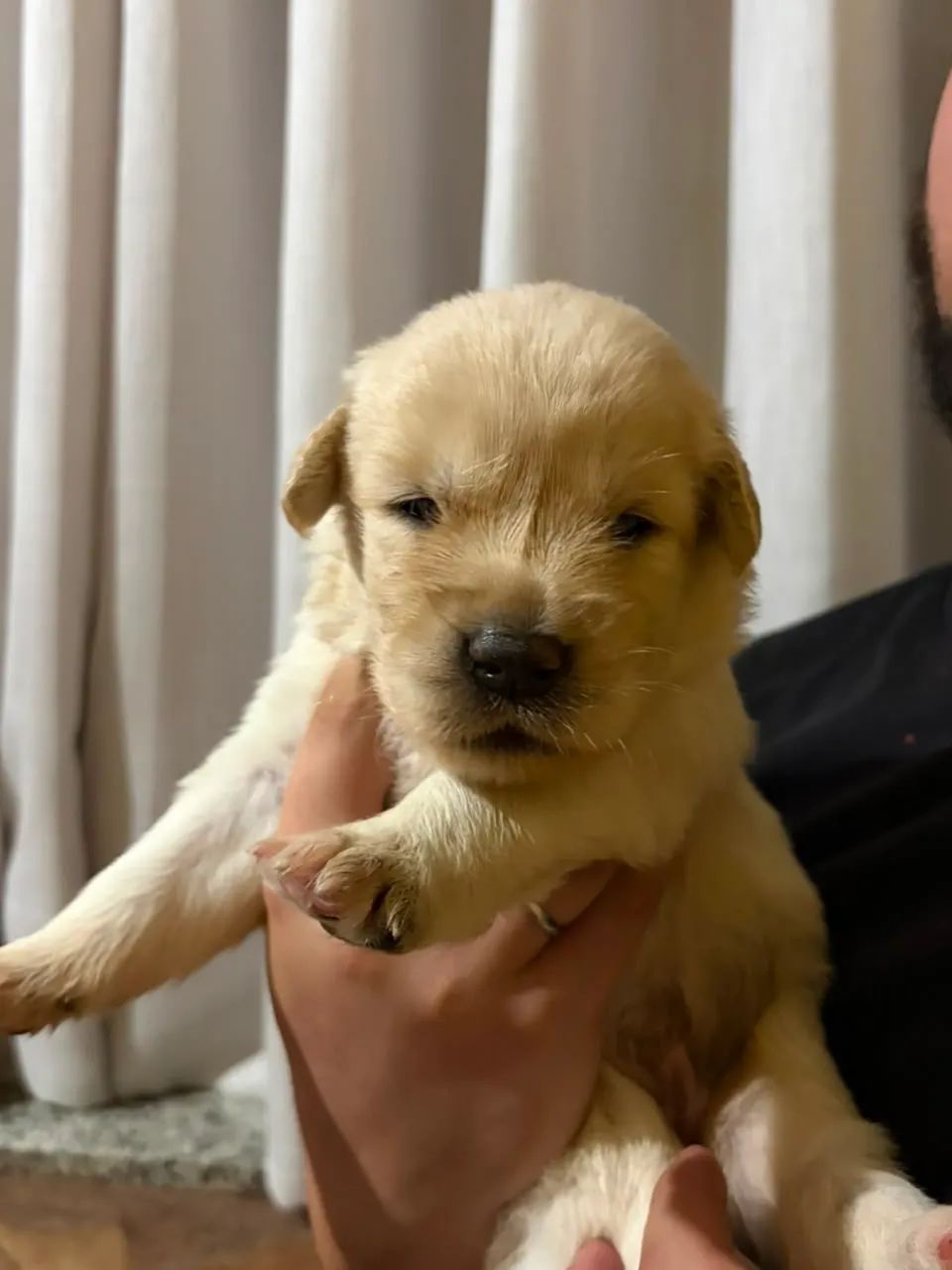 Golden Retriever  - Foto 2