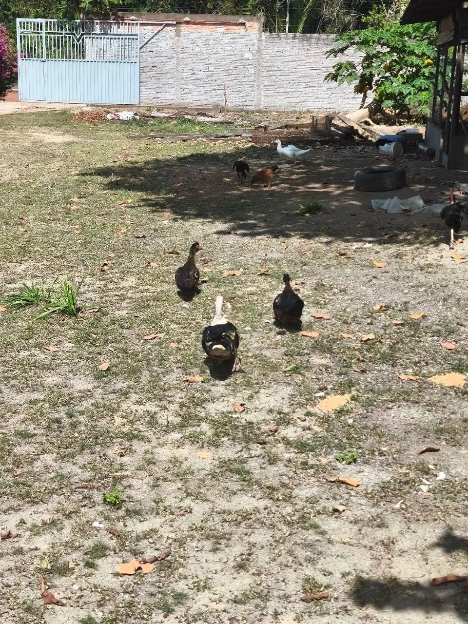 Patos e galinha - Foto 2