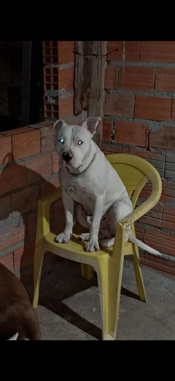 Doa se casal de pitbull - Foto 2