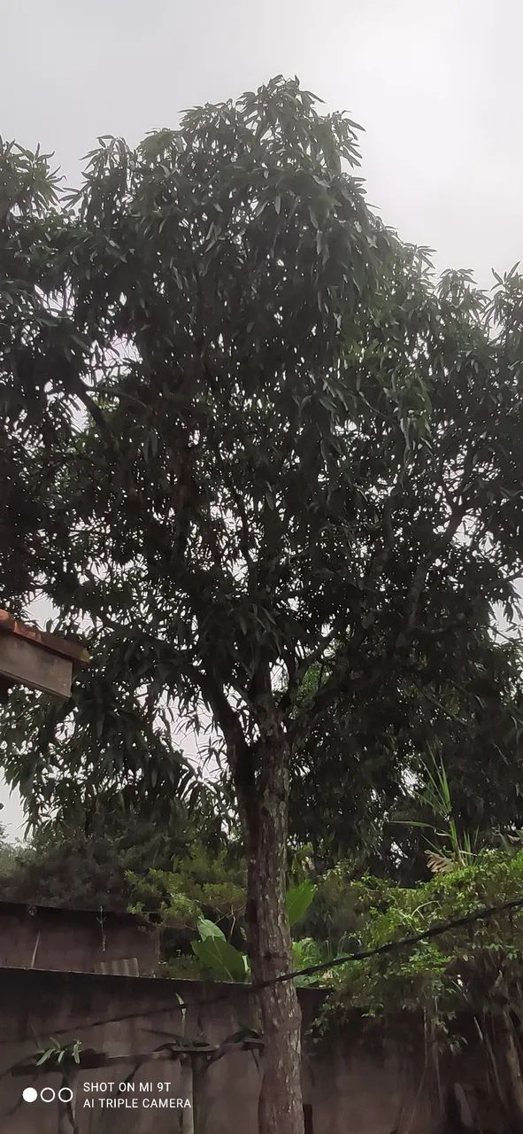 Vendo uma ótima chácara no barreiro em Taubaté  - Foto 7
