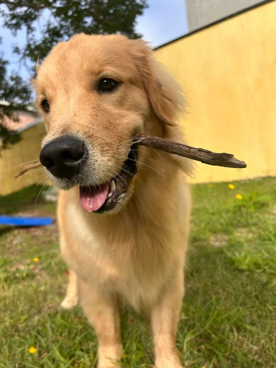 Connect Dogs - Creche, banho e hotel Pet