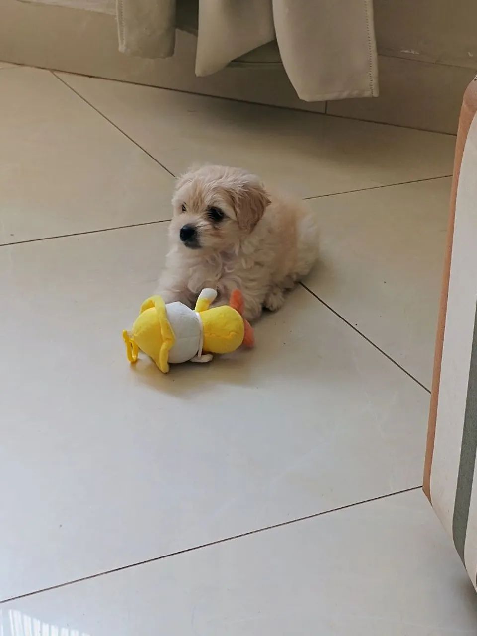 Vendo filhote de Maltes MACHO - Foto 3