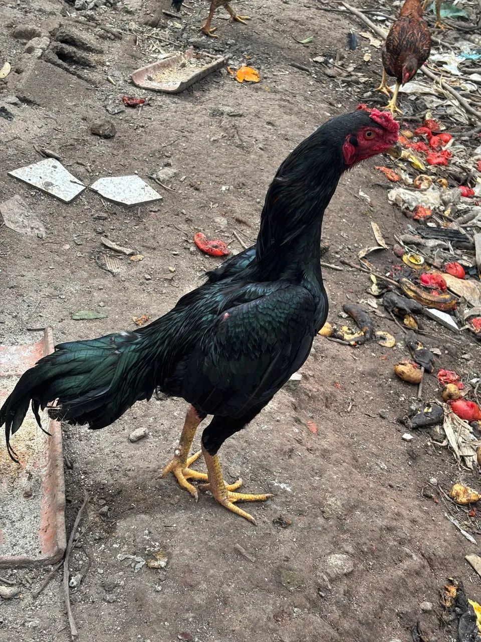Galo e galinha 
