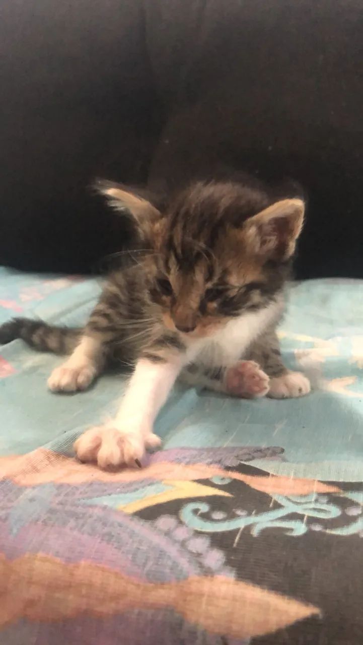 Adoção de gatinhos  - Foto 2