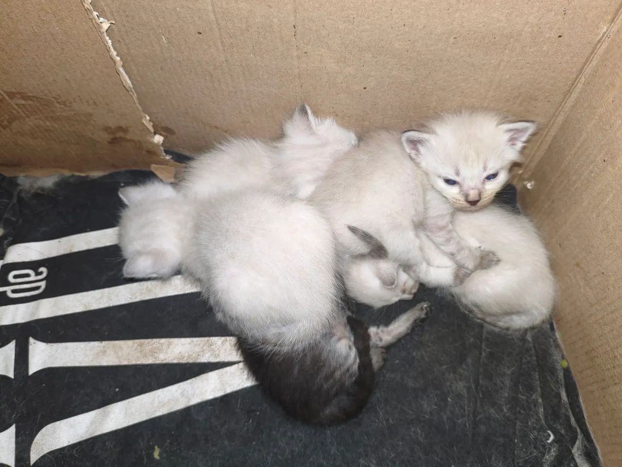Adoção de gatos - Foto 2