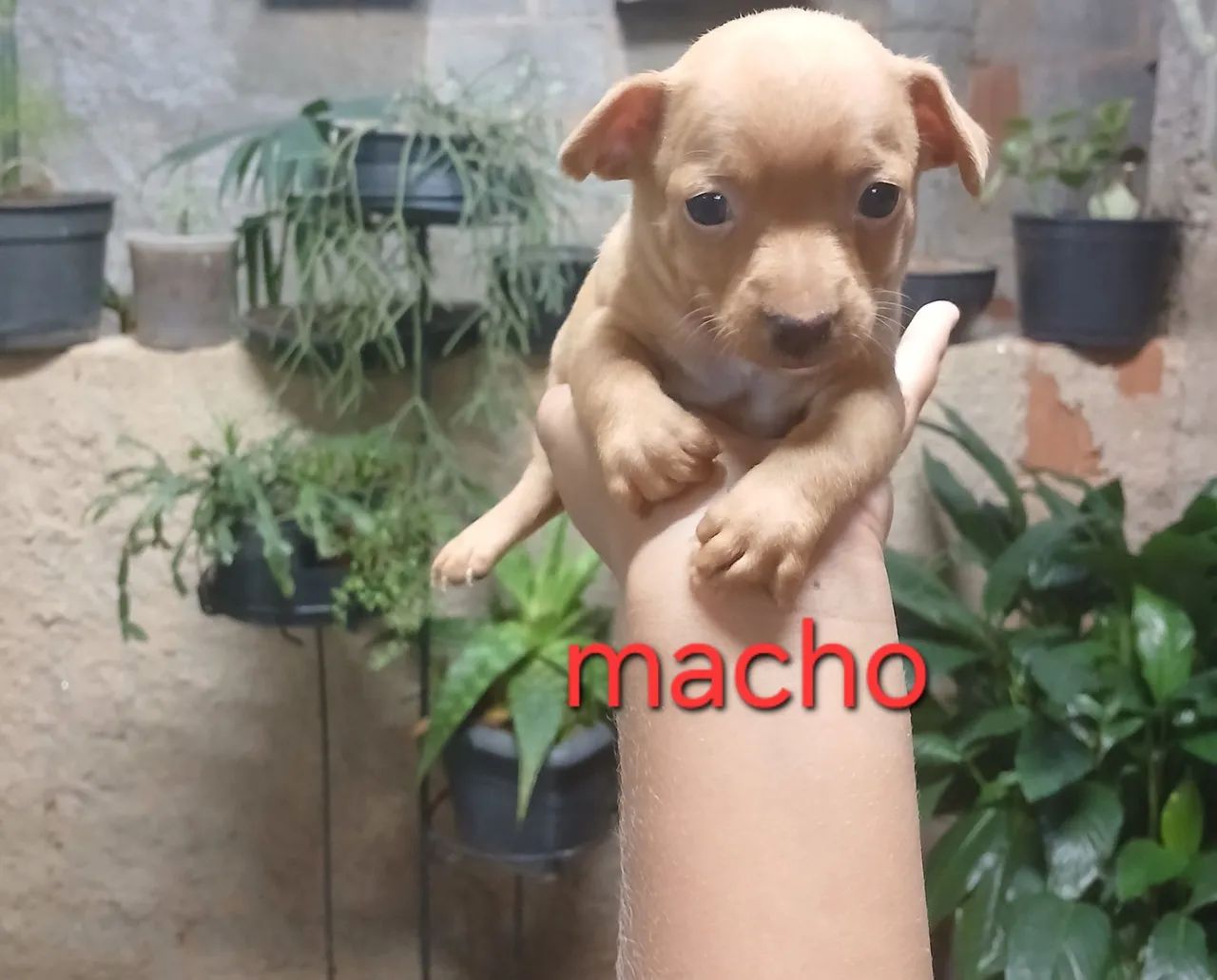 Vende-se pinscher  - Foto 3