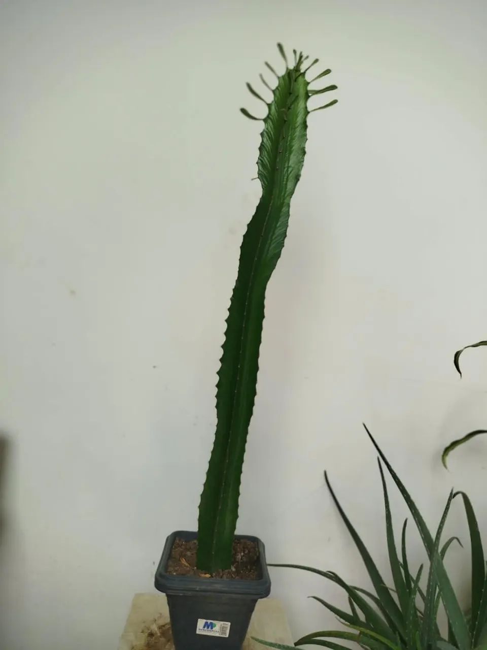Cactos  - Foto 3