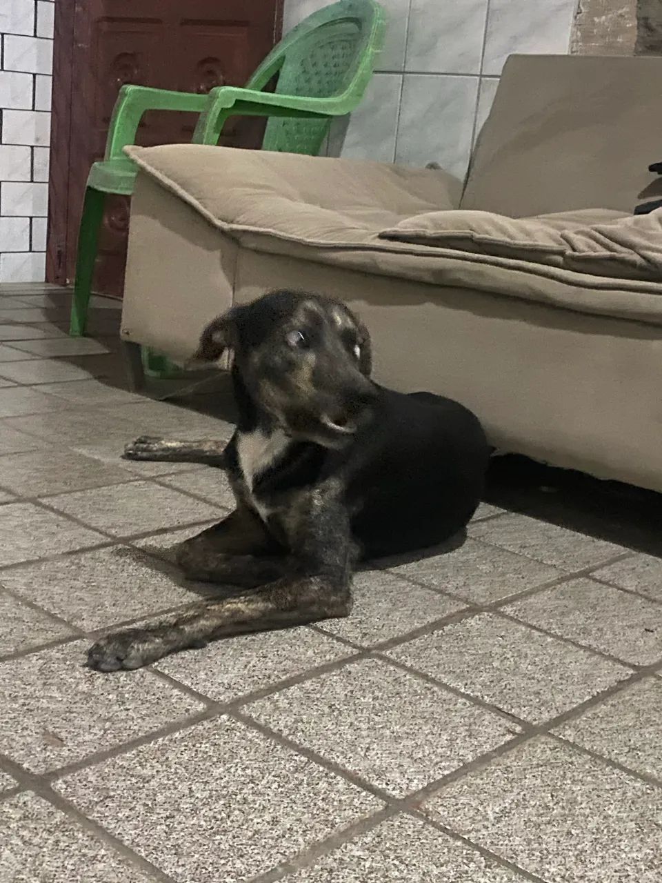 Doação de cachorro  - Foto 3