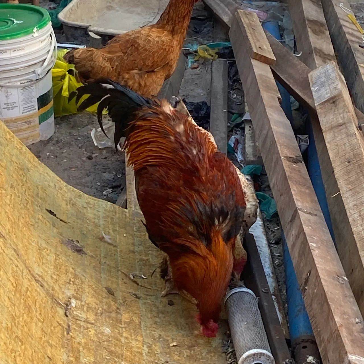 Galinha e galo  - Foto 3