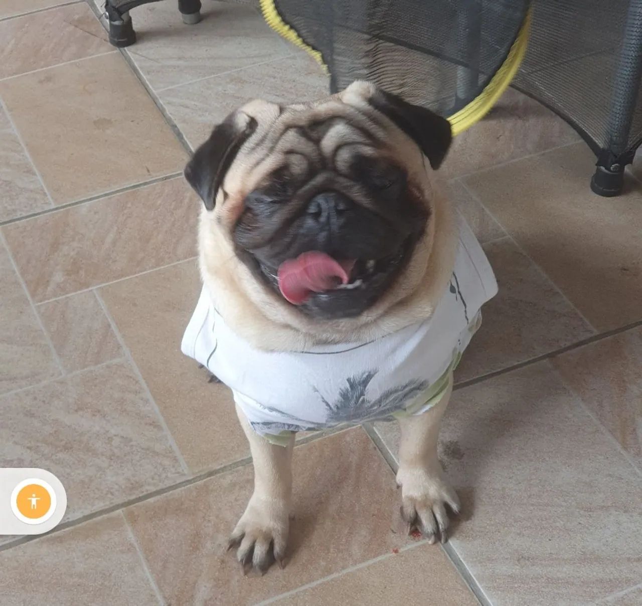 Pug Pedigree vendendo - Foto 2