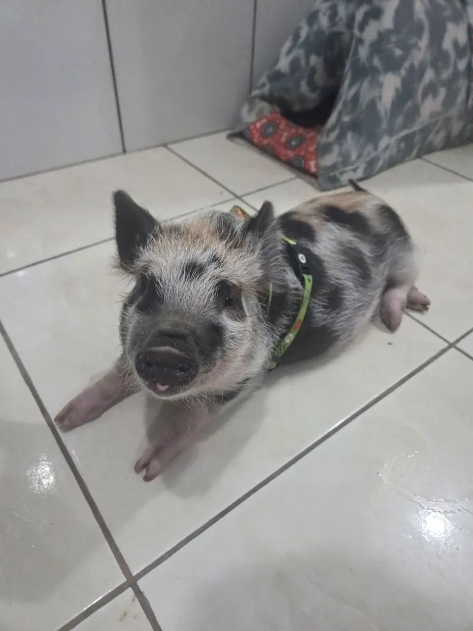Mini Porquinho Novinho, Dócil e Saudável - Documentado, Com Chip e Vacinado 