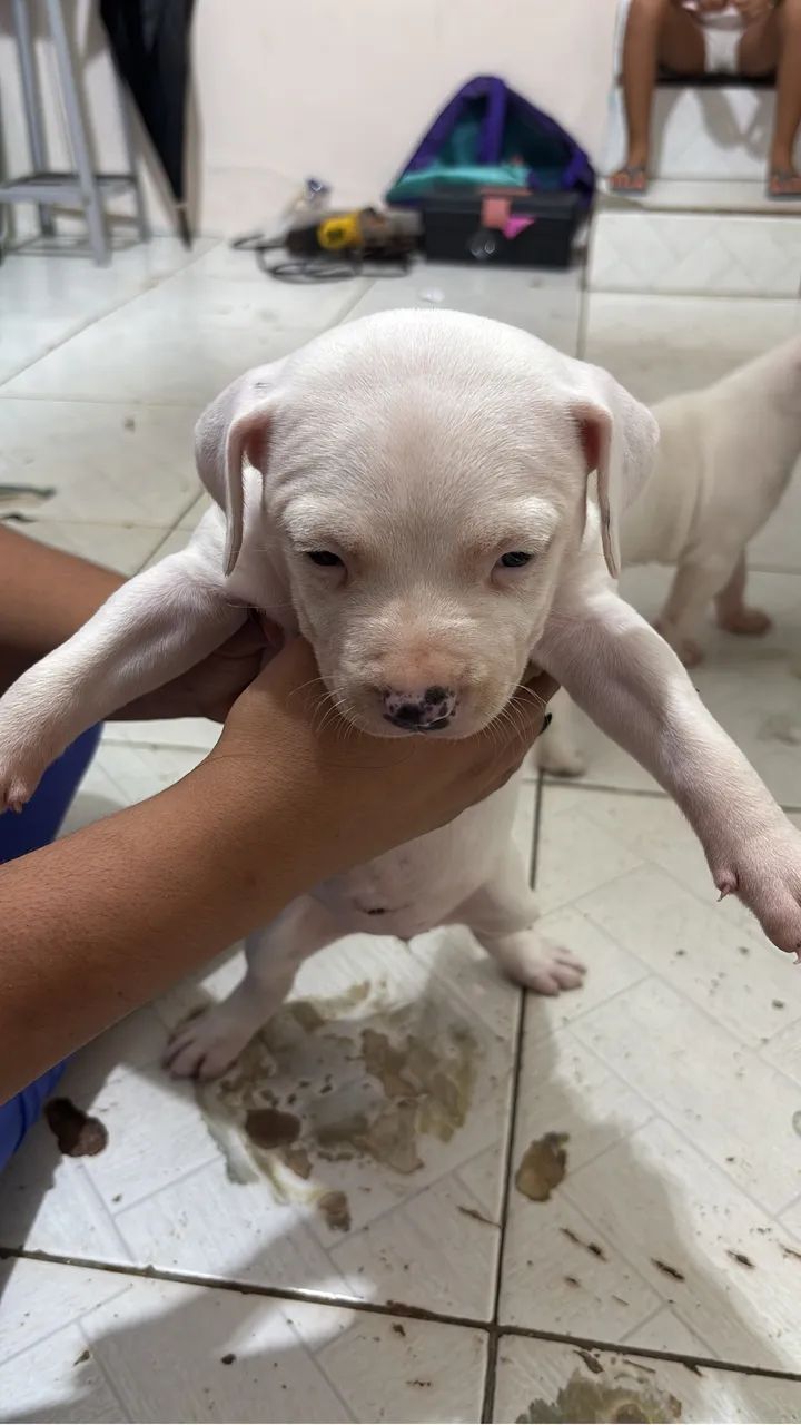 Pitbull  - Foto 2