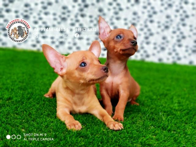 Pinscher Anão Disponíveis Canil Teresina Especializado Em Raças De Pequeno Porte
