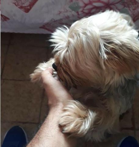 Cadela Yorkshire