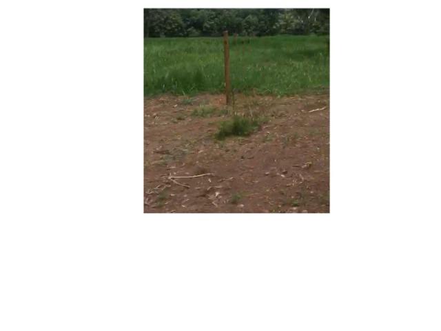 635 hectares, pecuária e lavoura soja, Livramento,120,Poconé-MT