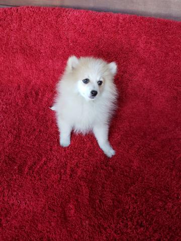 Spitz Alemão (Lulu) - Foto 2