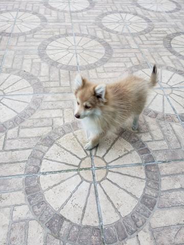 Spitz Alemão