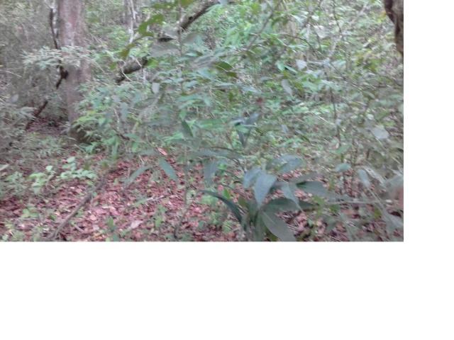 9.0 Hectares, Chapada dos Guimarães, 01 riacho e um rio, um paraíso, aceito troca - Foto 5