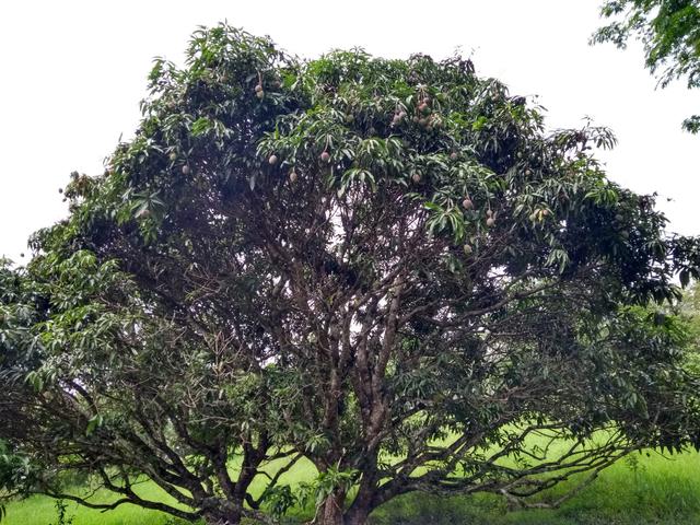 Alugo: Sitio ideal para Comércio ou Moradia em Nazaré Paulista SP - Foto 8