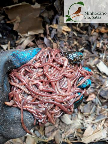 Minhocas para compostagem - Nilópolis/RJ
