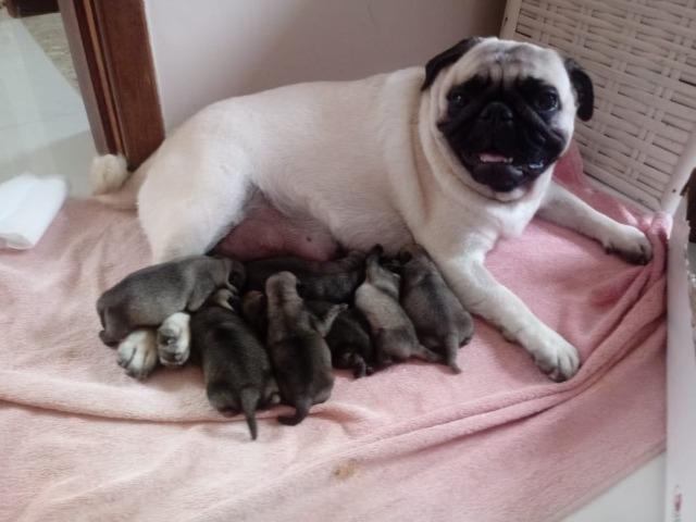 Filhotes Pug 60 dias de vida completados em 21.01.2020 . R$ 1.000,00 A Vista