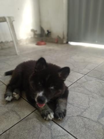 Vendo filhotes de husky siberiano - Foto 5